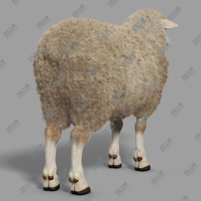 images/goods_img/202105074/Sheep (with Fur)/5.jpg